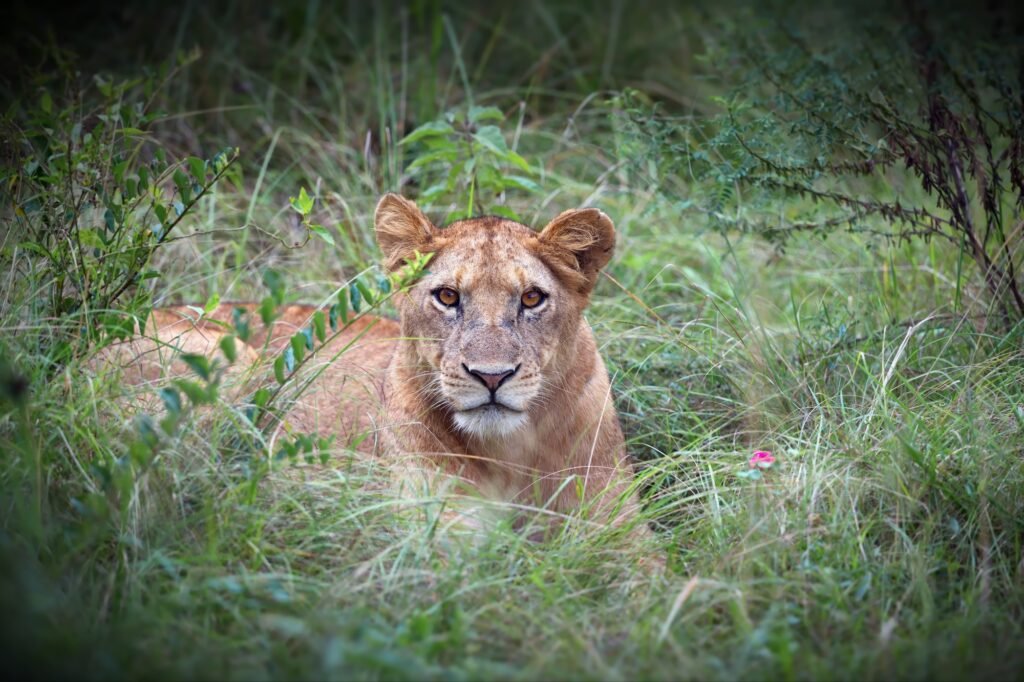 Closeup shot of a female lion lying in the grass in Uganda
